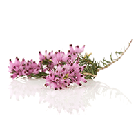https://old.s72gin.com/wp-content/uploads/2018/09/heathflower.png
