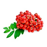 S72 Violet Flavored Gin Botanical Rowanberry
